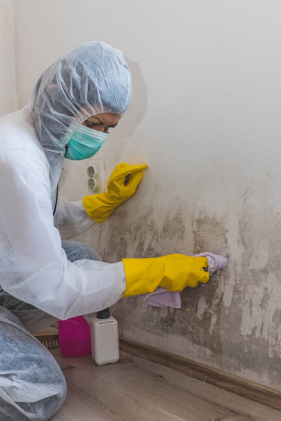 Best Post-Construction Mold Inspection  in Garrison, ND