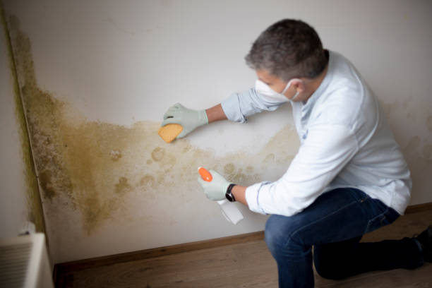 Trusted Garrison, ND Mold Removal Experts